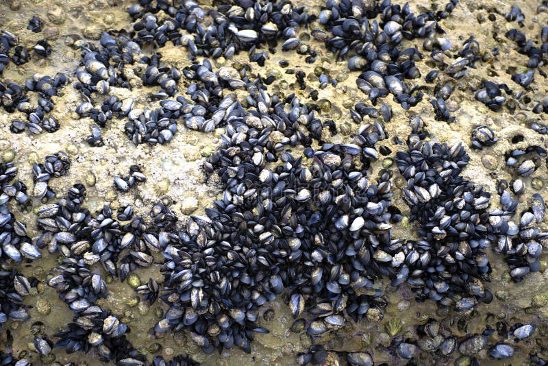 Mussels and limpets stock photo. Image of rocky, nature 33126356
