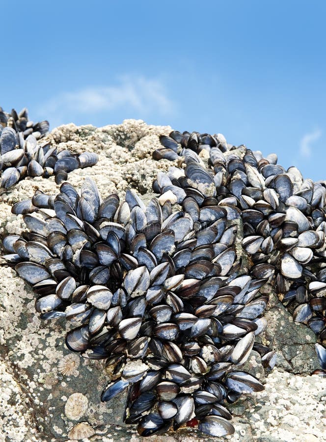 Eatable mussels on rocks stock image. Image of food, beach 15351685
