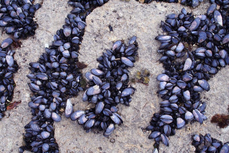 Mussels on Rock