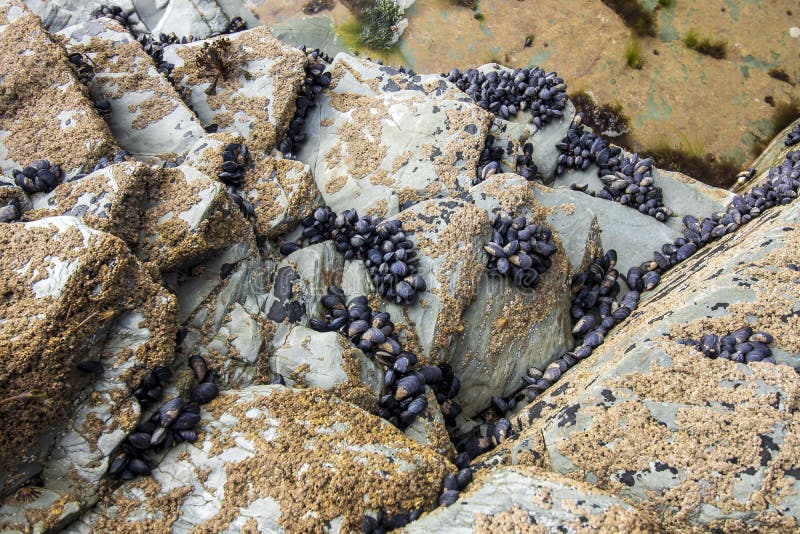 Mussels on the rocks stock photo. Image of kingdom, cliffs 191059608