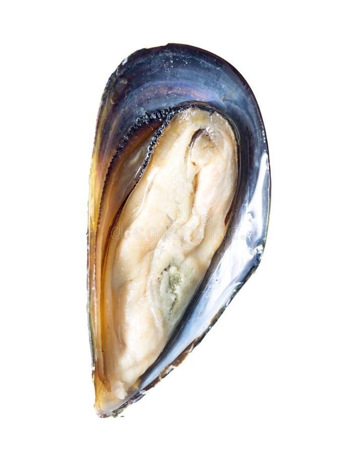 Mussels in the Sink Over White Background Stock Photo Image of meat