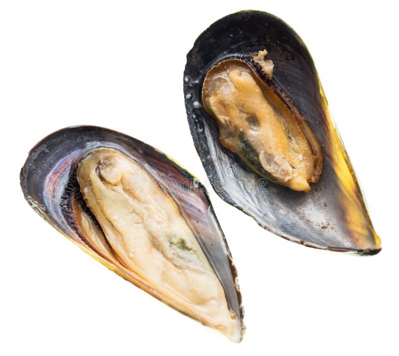 Mussels in the Sink Over White Background Stock Image Image of