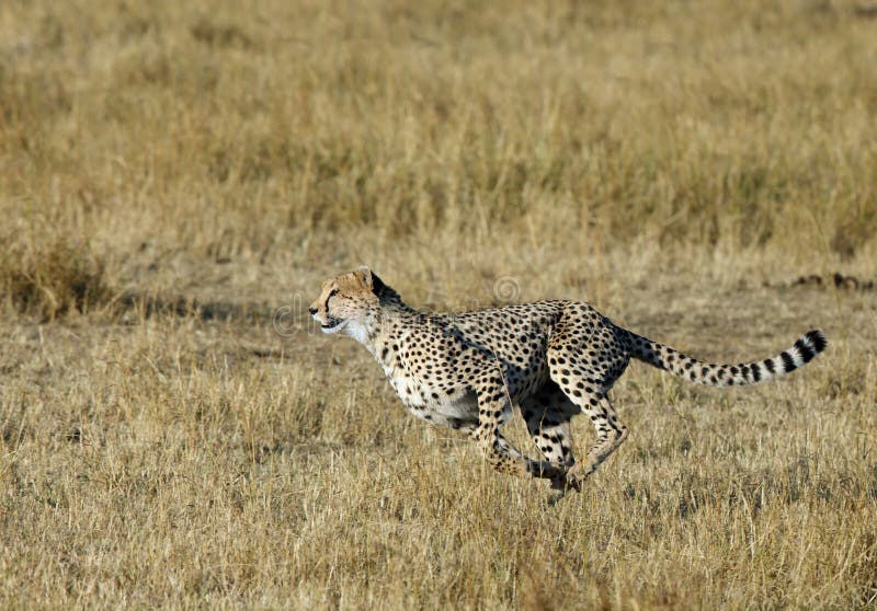 Cheetah is a big cat also know as the hunting leopard. Cheetah is a big cat also know as the hunting leopard