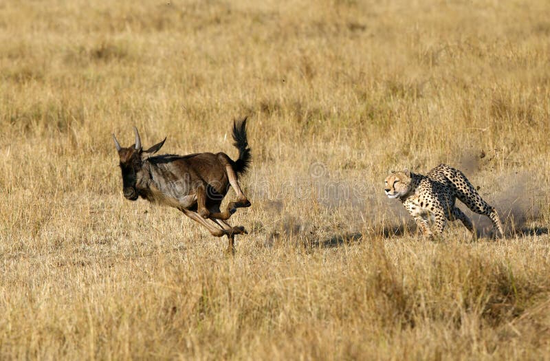 Mussiara Cheetah chasing a wildebeest