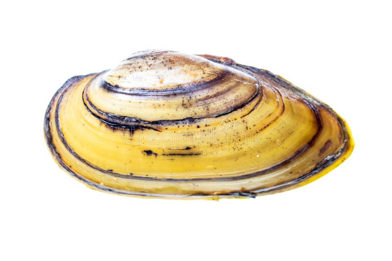 Mussla isolerad på vit bakgrund royaltyfria bilder