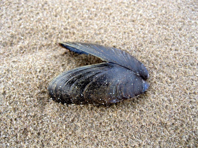 Mussla Shell royaltyfria foton
