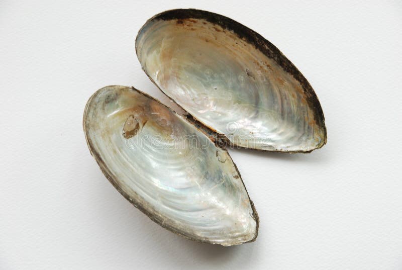 Mussla Shell royaltyfri bild
