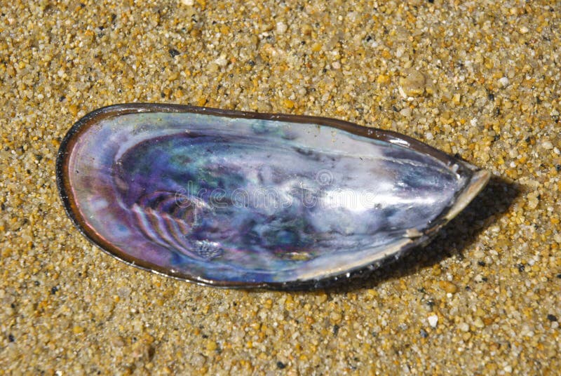 Mussla Shell arkivfoton