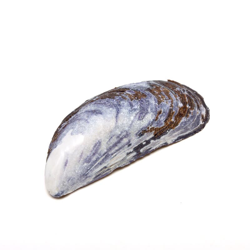 Mussel skal royaltyfria bilder