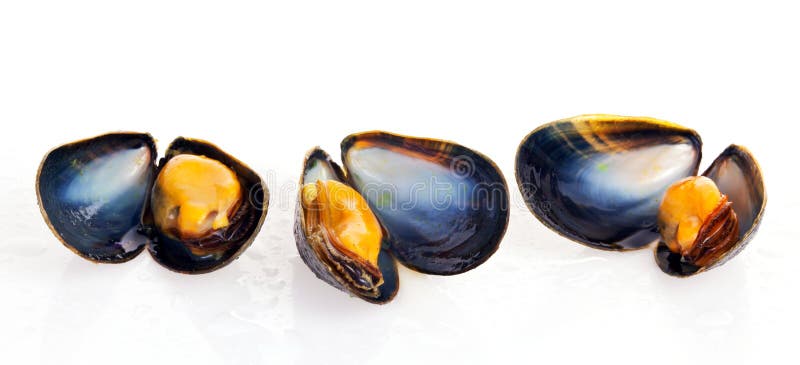 Musslor fotografering för bildbyråer