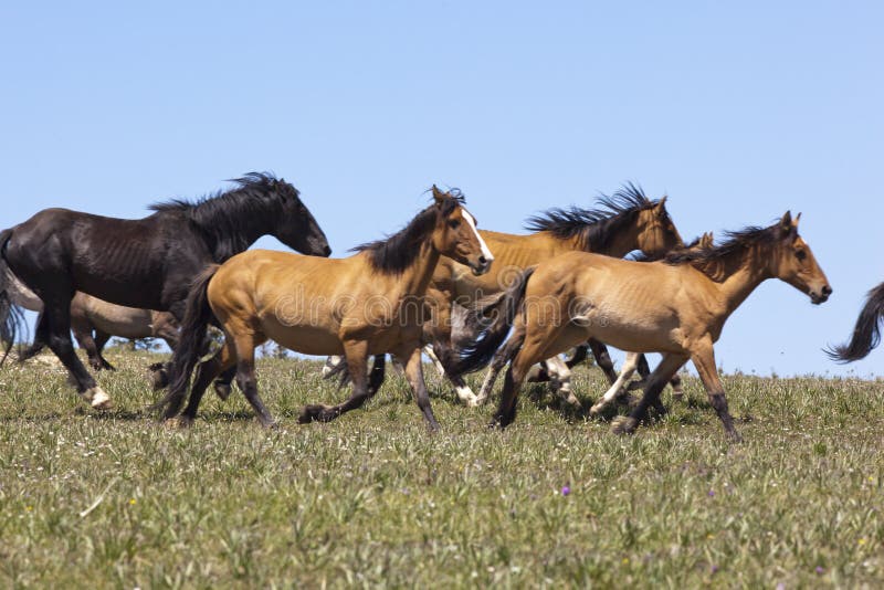 Wild horse herd running on the BLM Horse Management Area in the meadow of the Pryor Mountain Range of Montana. Wild horse herd running on the BLM Horse Management Area in the meadow of the Pryor Mountain Range of Montana