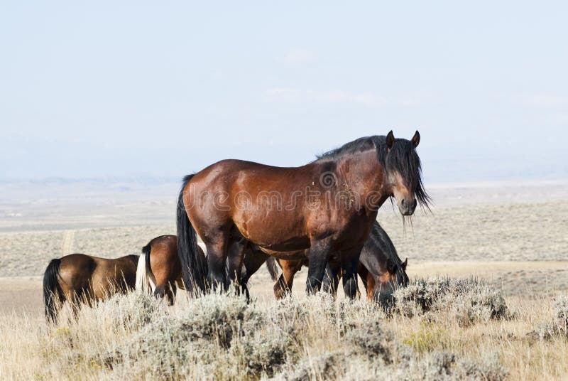 Mustangs maximaux de McCullough images libres de droits Mustangs maximaux de McCullough images libres de droits