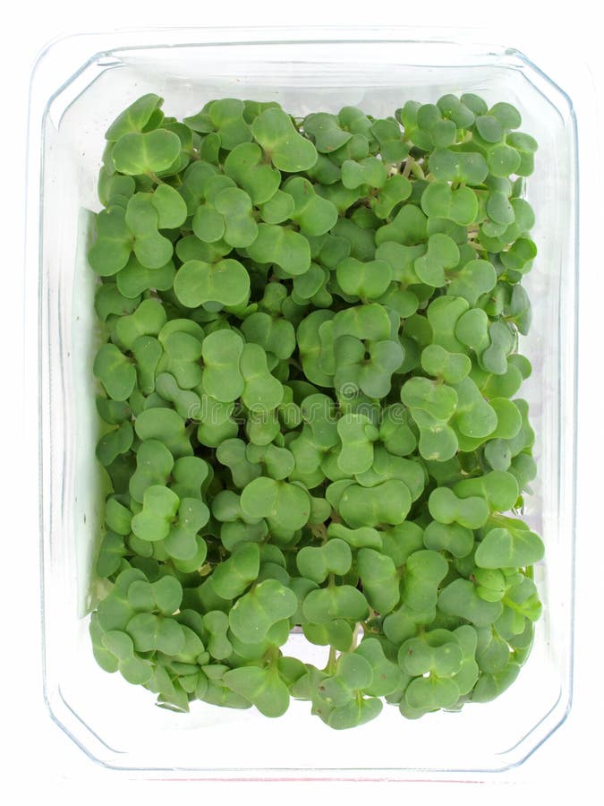 Mustard and cress (lepidium sativum) royalty free stock photo Mustard and cress (lepidium sativum) royalty free stock photo