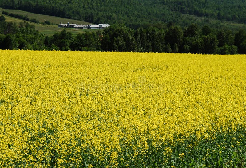 Mustard Farm Picture. Image 5403085