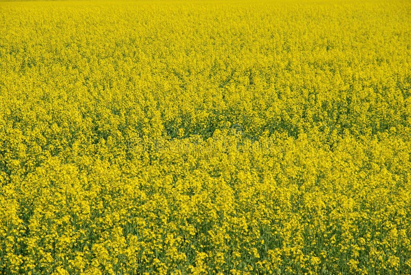 Mustard Farm Closeup stock image. Image of endless, summer 5403049