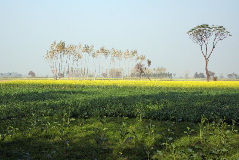 Mustard farming in Uttar Pradesh india