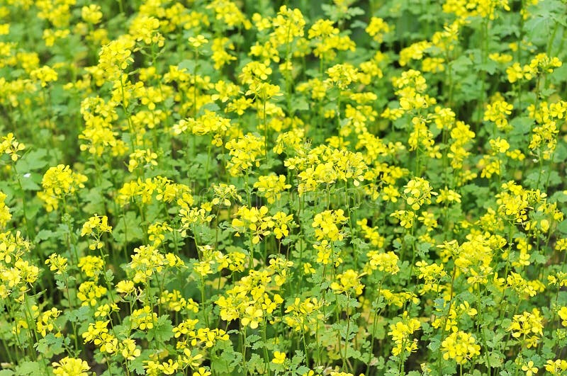 Mustard field.