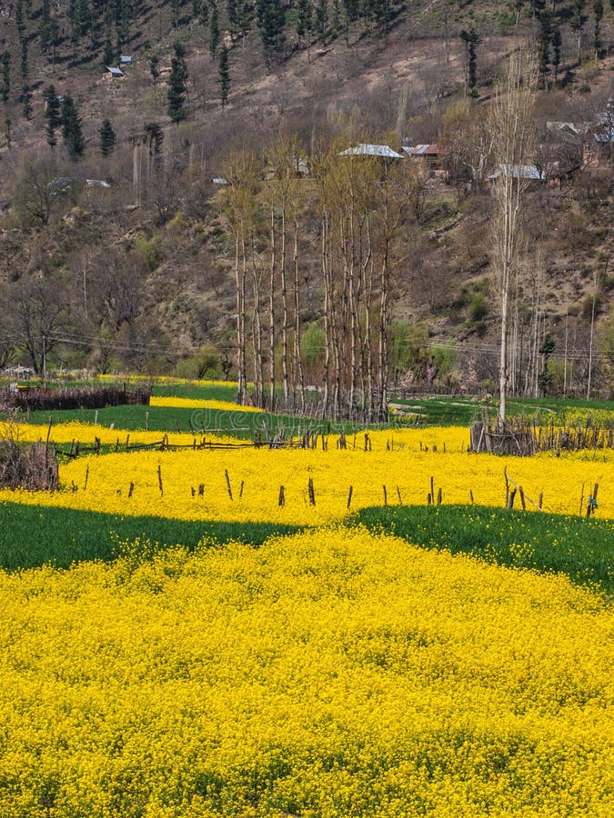 Yellow Mustard Flower Field In Srinagar, Jammu, Kashmir, India Stock