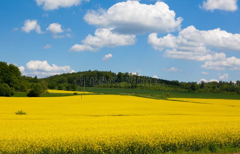 Mustard Field in Bloom Landscape Stock Photo Image of fertile