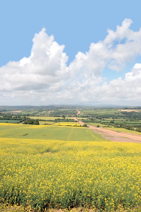 Yellow mustard field stock photo. Image of field, botanical 10537454