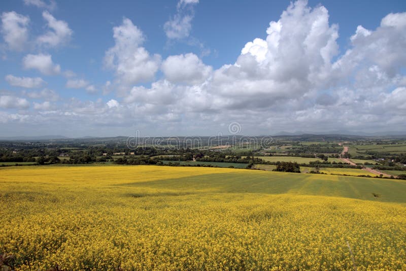 Yellow mustard field stock photo. Image of field, botanical 10537454