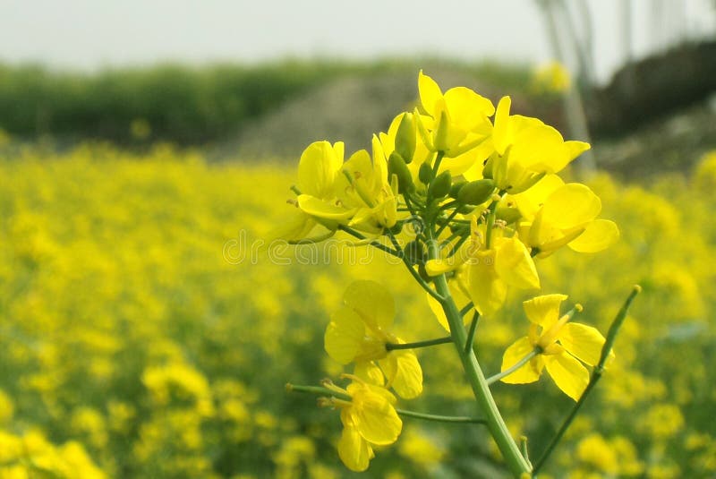 Edible mustard flowers stock photo. Image of crop, eating 36202002