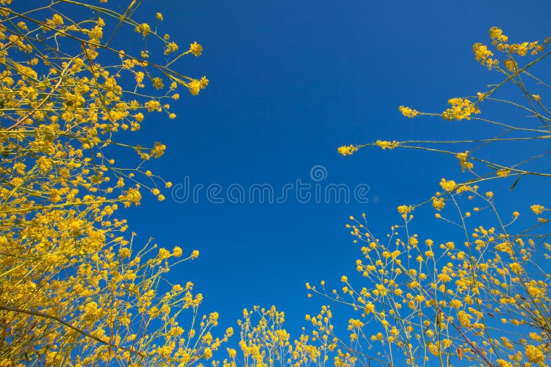 Mustard flower blooms rising into the blue sky