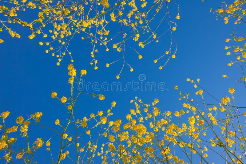 Mustard flower blooms rising into the blue sky