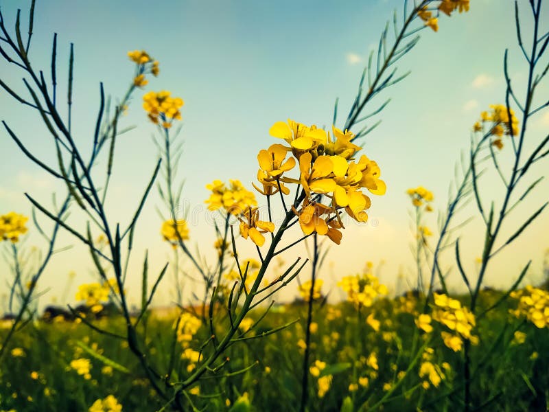 Mustard Flower Closeup in the Field Stock Photo Image of green