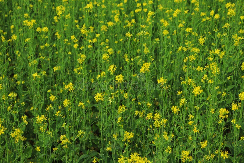 Mustard Flower Closeup on Green Background Stock Image Image of