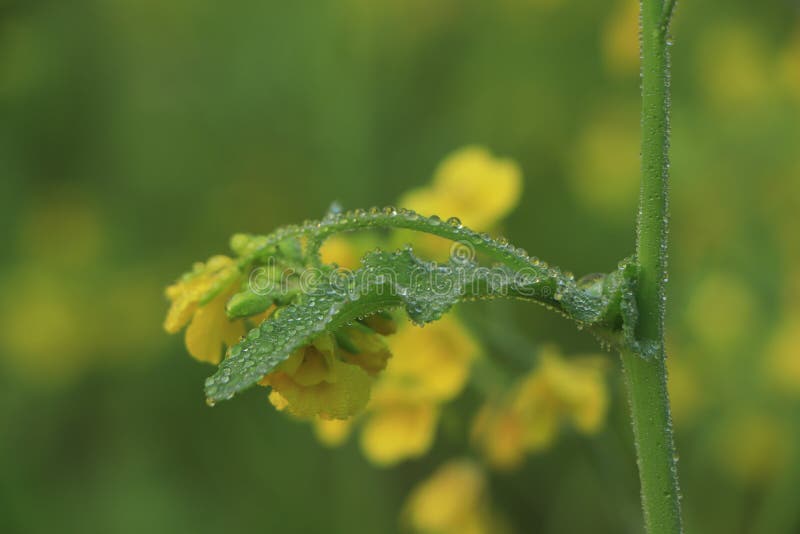 Mustard Flower Field is Full Blooming Stock Photo Image of blossom
