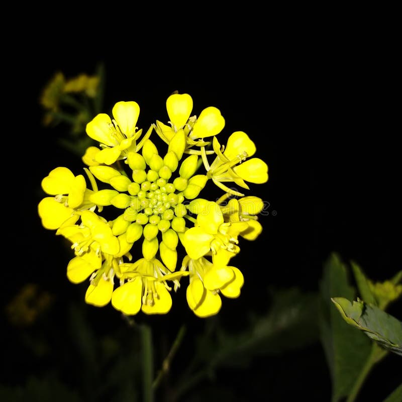 Mustard Flower , Indian Mustard Flower , Yellow Mustard Flower