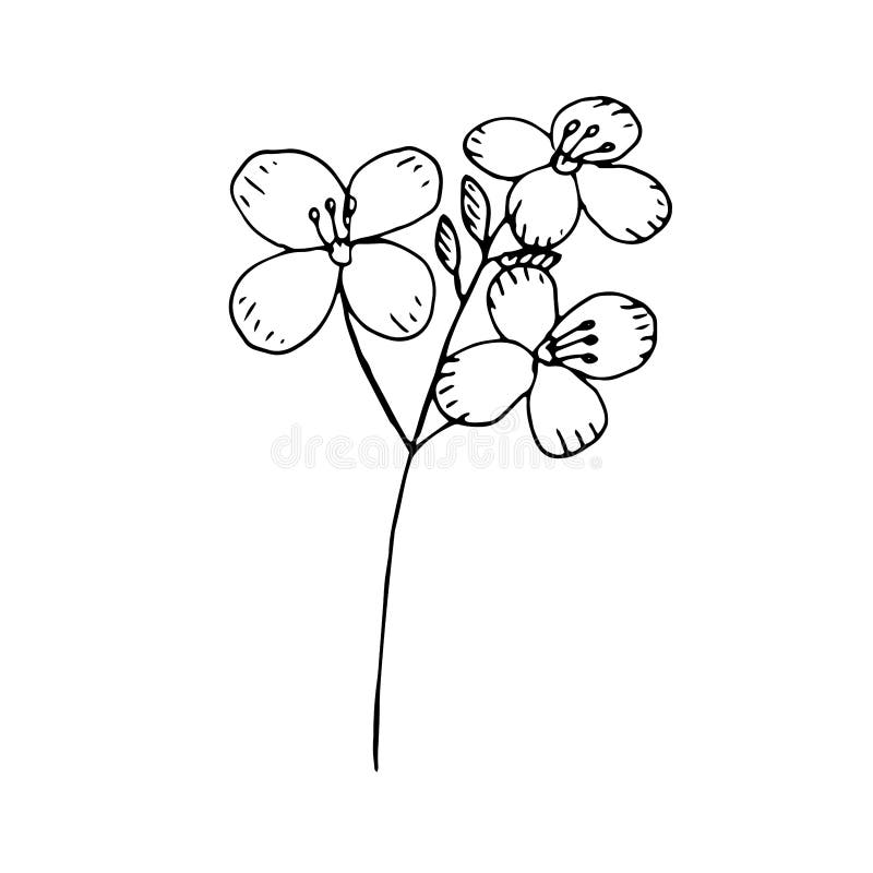 Mustard Flower, Vector Illustration, Clip Art, Hand Drawing, Sketch Stock Vector Illustration