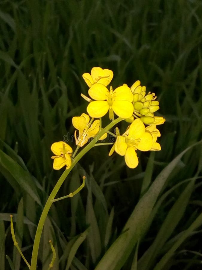 Mustard Flower Stock Images Download 4,598 Royalty Free Photos