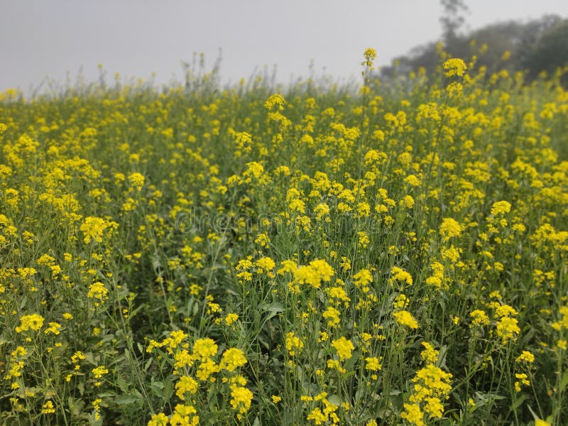 Mustard flowers stock image. Image of prairie, flowers 269631731