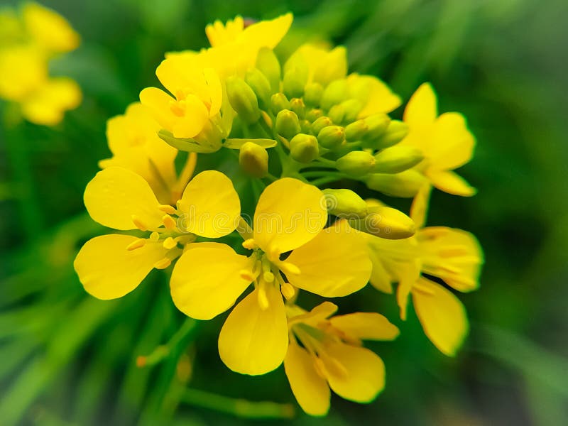 Mustard Flowers Head Blooming in the Garden Stock Image Image of