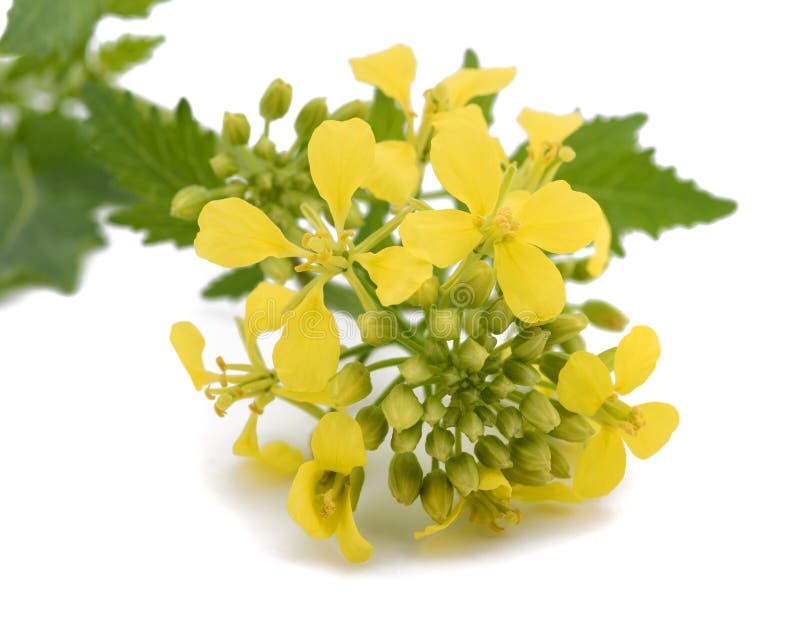 Mustard flowers isolated stock image. Image of indian 84165591