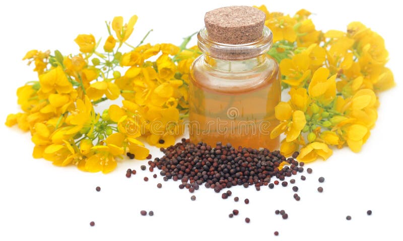 Mustard flowers with oil stock photo. Image of indian - 268981112