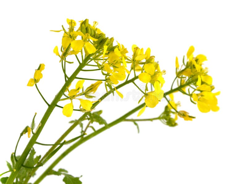 Edible mustard flowers stock photo. Image of crop, eating 36202002
