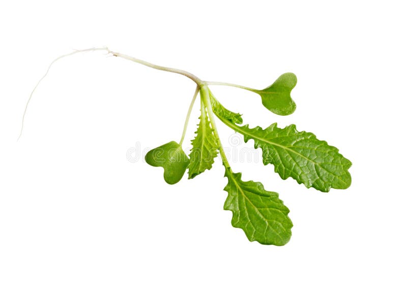 Young Mustard Green stock image. Image of green, healthy 21028087
