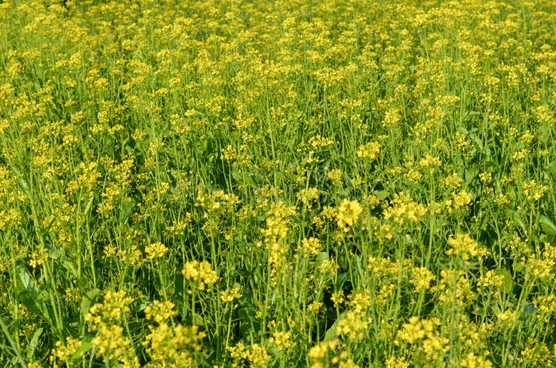 Mustard Greens or Brassica Juncea Stock Photo Image of closeup, food