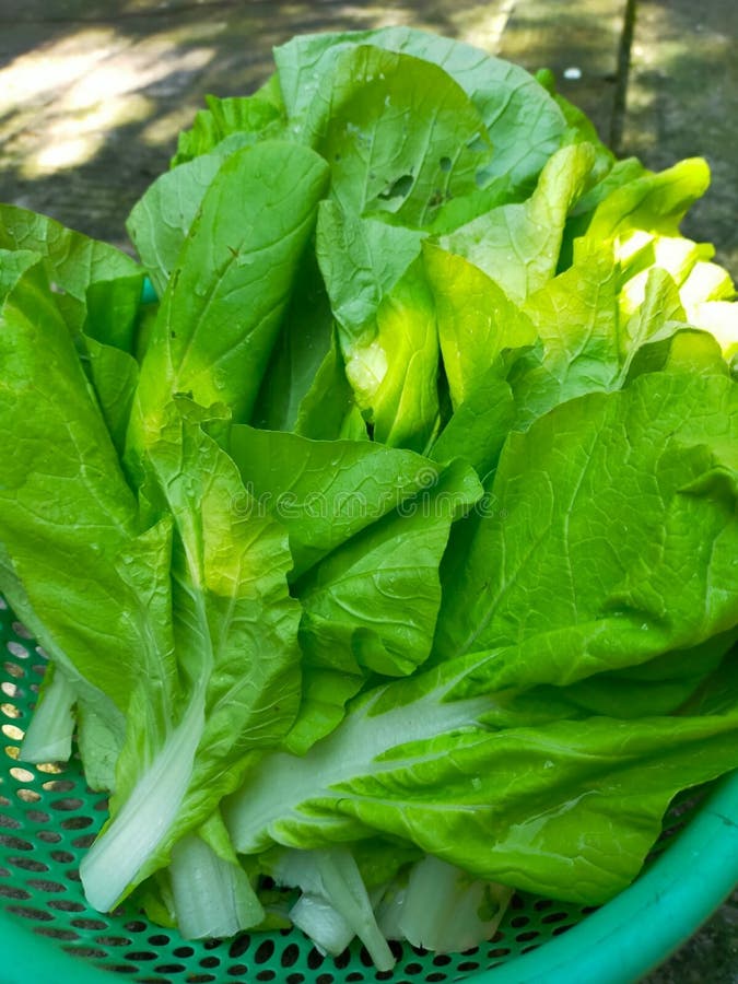 Mustard Greens that Have Been Cleaned and Ready To Be Cooked Stock