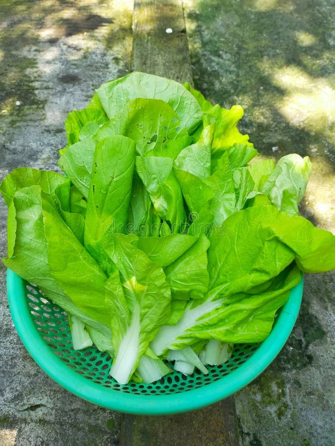 Mustard Greens that Have Been Cleaned and Ready To Be Cooked Stock
