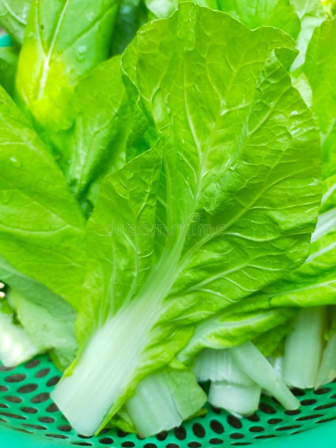 Mustard Greens that Have Been Cleaned and Ready To Be Cooked Stock