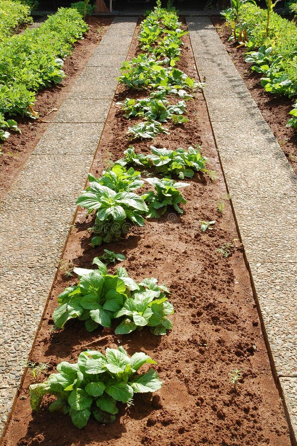 Mustard Greens Plant in the Garden Stock Photo Image of greens, brown