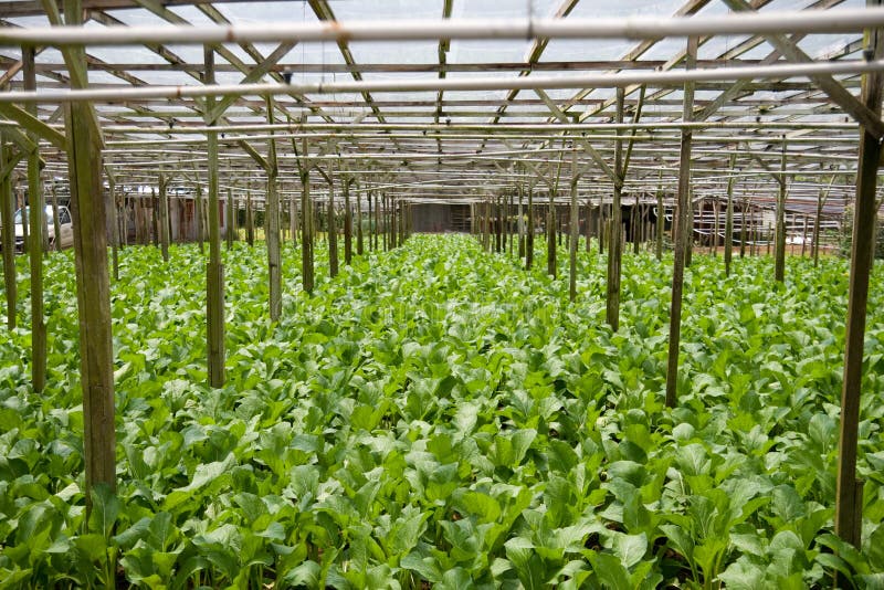 Mustard Greens At Vegetable Farm Stock Image Image of soil, farm