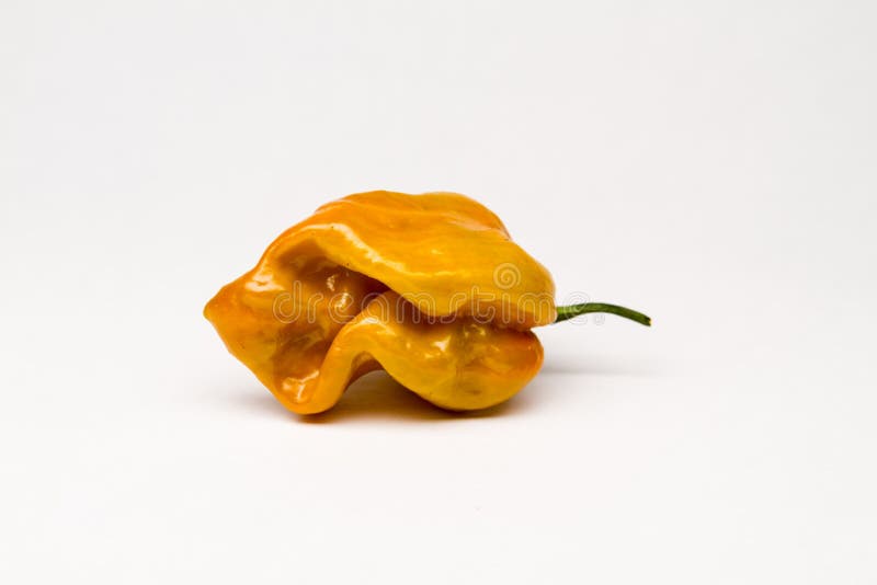 Habanero Hot Pepper Jelly Jar Stock Photo Image of container