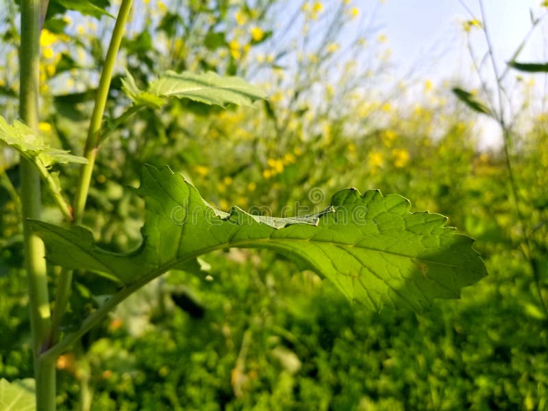 Mustard Leaf in Mustard Field Stock Image Image of leaf, color 141934289