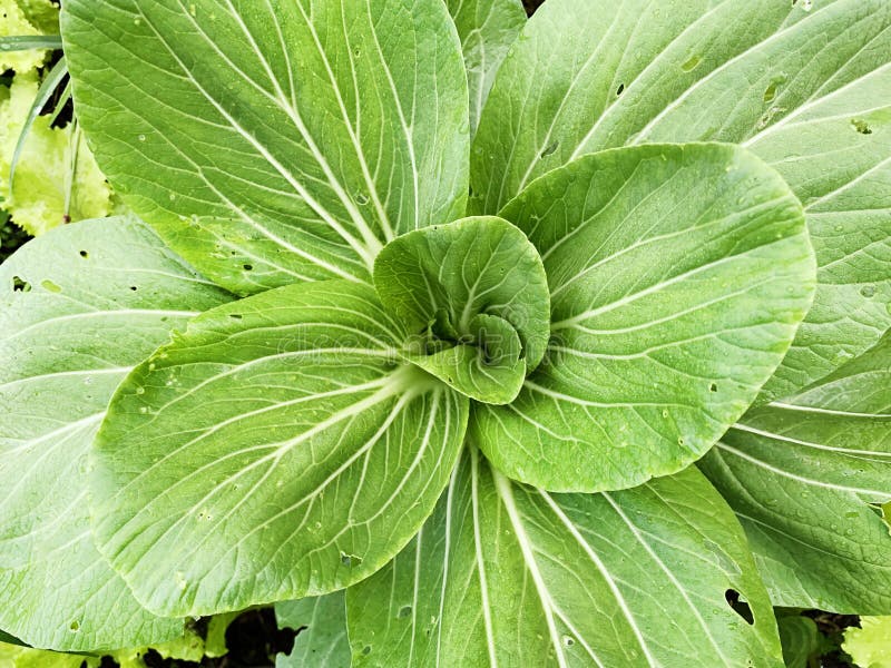 Mustard Leaf Spot is Infested with Pests Stock Image Image of pests