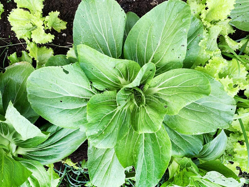 Mustard Leaf Spot is Infested with Pests Stock Photo Image of shrub